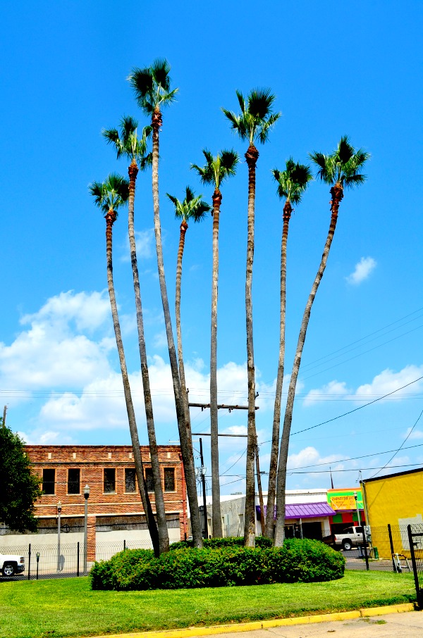 vegan in the rio grande valley