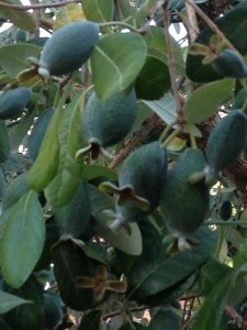 feijoa 2