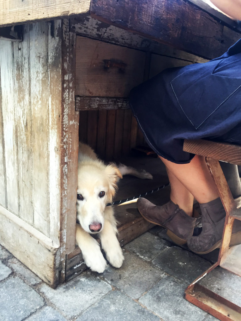 Dog-Day-Afternoon-Dog